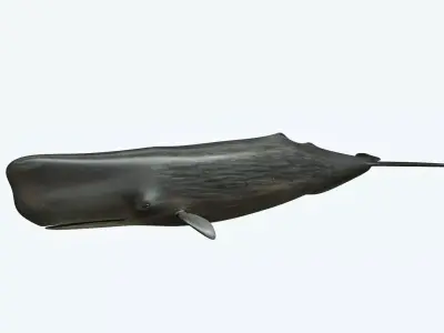 Sperm Whale 3D model get