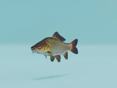 Carp Fish Low-poly 3D model