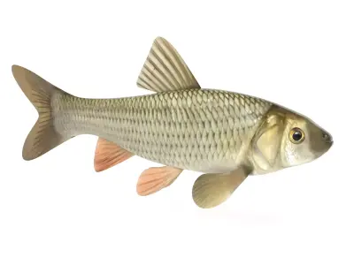 Fish Chub 3D model buy
