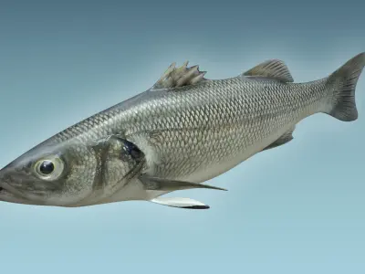 Barfish shark flying in sky 3D model