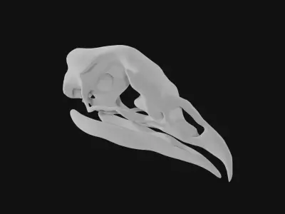 Turkey skull 3D model