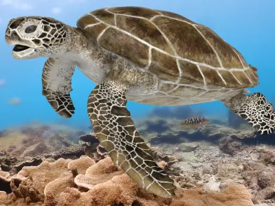  Green Sea Turtle RIgged 