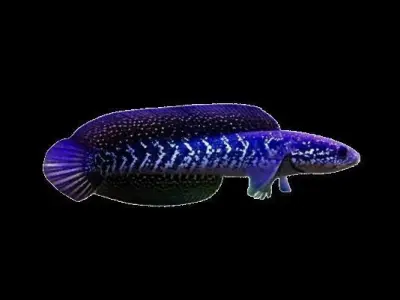 Purple Channa V2 3D model