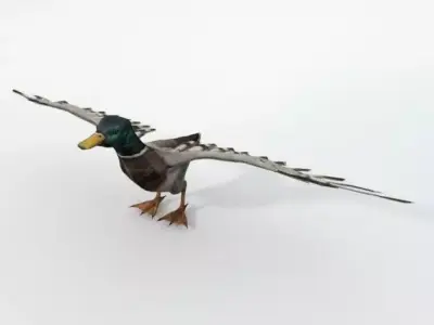 Black Duck Low-poly 3D model