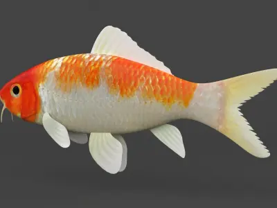 Fish Koi 3D model