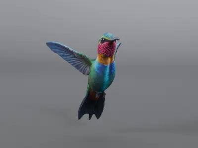 hummingbird 3D model buy