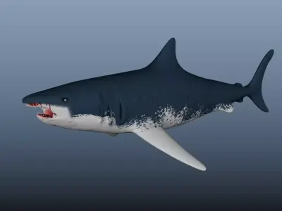 Shark great Low-poly 3D model buy