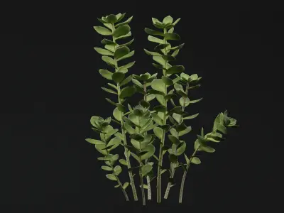 SedumMakinoi 3D model