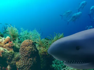 Shark 3D model buy