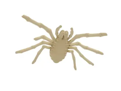 Realistic Spider Skeleton Cute Halloween Decoration 3D print model
