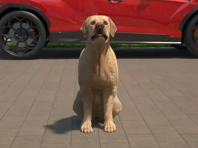 Begging White Labrador Dog Animated Rigged for Cinema 4D 3D model