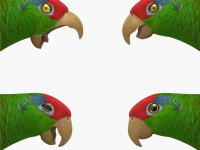 Amazona Viridigenalis 'Red-crowned Amazon Parrot' 3D model