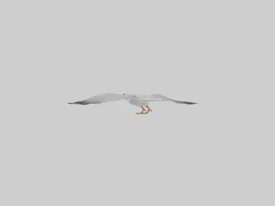 Gull flying model Low-poly 3D model