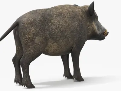  Wild Boar Male 