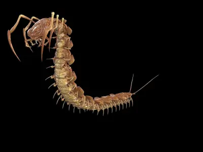 Centipede Low-poly 3D model buy