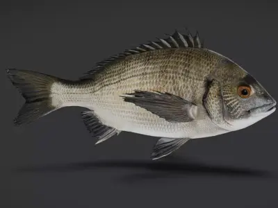 Seabream Animated 3D model purchase