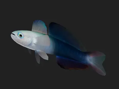 Bass fish Low-poly 3D model 8
