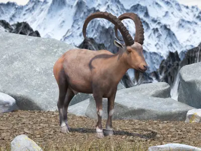 Alpine Ibex Stand Pose 3D model