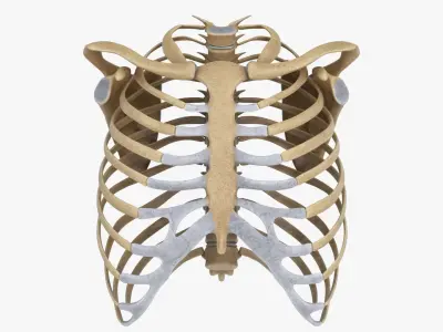  RibCage 