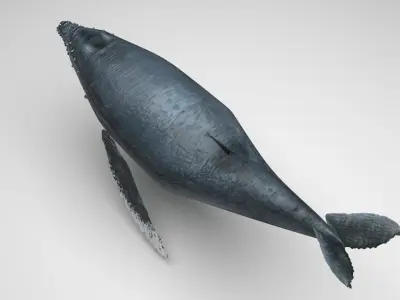 Humpback Whale 3D model get