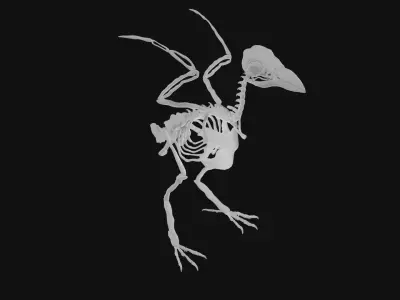 Raven skeleton 3D model purchase