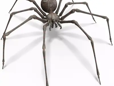 Spider 3D model 34