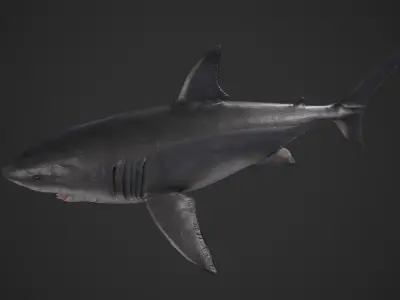 Great White Shark Low-poly 3D model 3