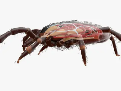 Tick Anatomy Static 3D model