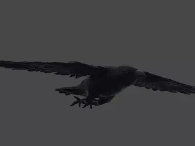 3D Animate Crow Low-poly 3D model