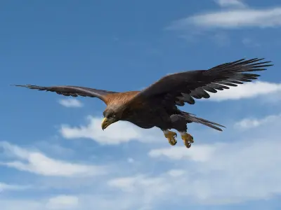 Golden Eagle (ANIMATED) 3D model