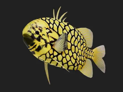 Snapper Low-poly 3D model 4