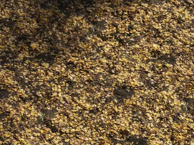 Autumn leaves Texture Free 3D model