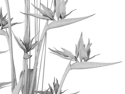 Strelitzia 3 bird of paradise plant in pot 3D model