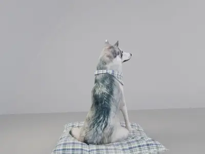 Sitting husky Free 3D model