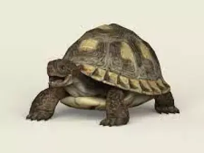 Beautiful Tortoise Free 3D model