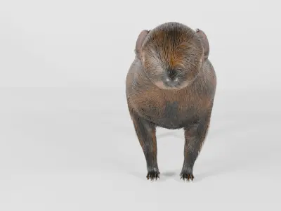 mangus 3d Low-poly 3D model