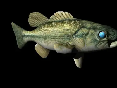 bass 3d fish 3D model