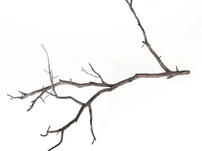 Branch 3D model