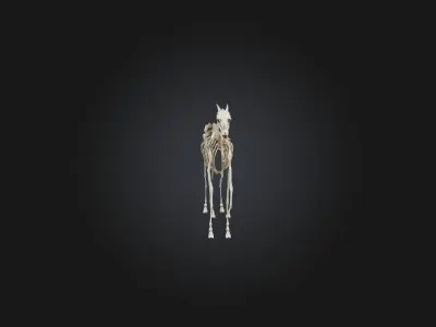 Realistic Horse Skeleton Model Low-poly 3D model