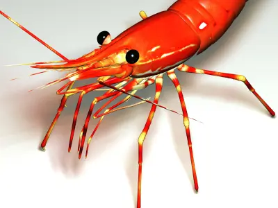 Shrimp 3D model order