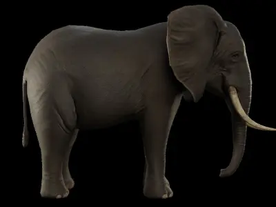Animal Elephant Low-poly 3D model