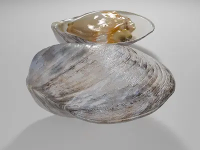 Clam Model 3D model