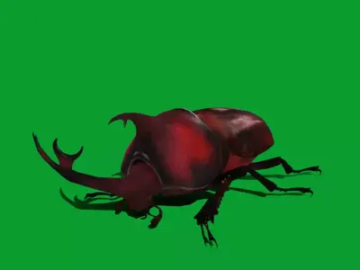 Dynastinae Rhinoceros Beetle Free low-poly 3D model