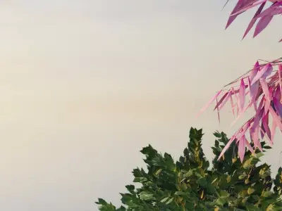 Cherry Blossom Village 3D model