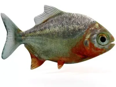 Piranha fish Low-poly 3D model