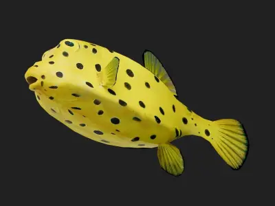 Boxfish Low-poly 3D model
