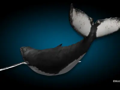 Humpback Whale 3D model 2