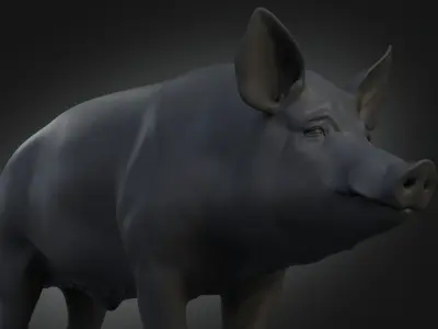 DomesticPig Male Free 3D model