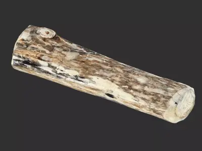 Mottled tree trunk wood 3d scan highpoly 3D model