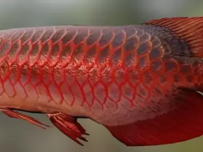 Red Arowana 3D model